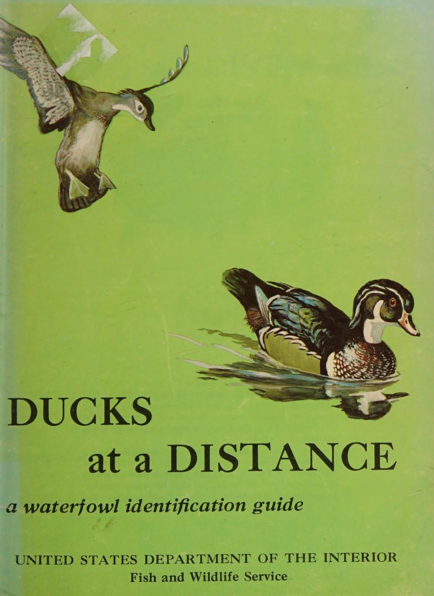 جلد کتاب Ducks at a Distance