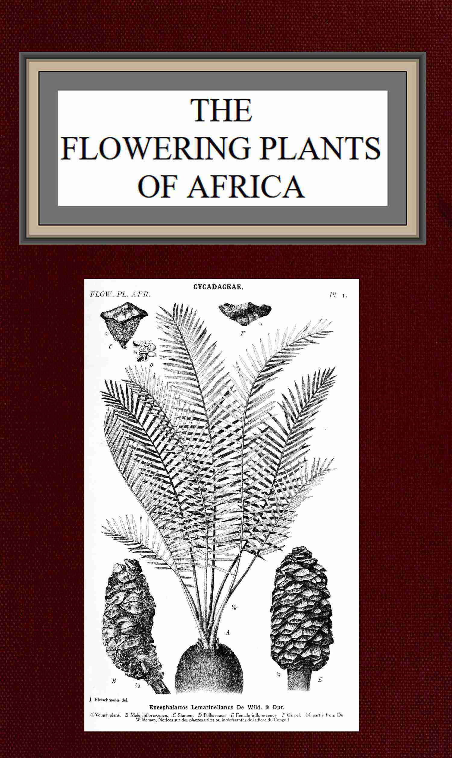 جلد کتاب The flowering plants of Africa