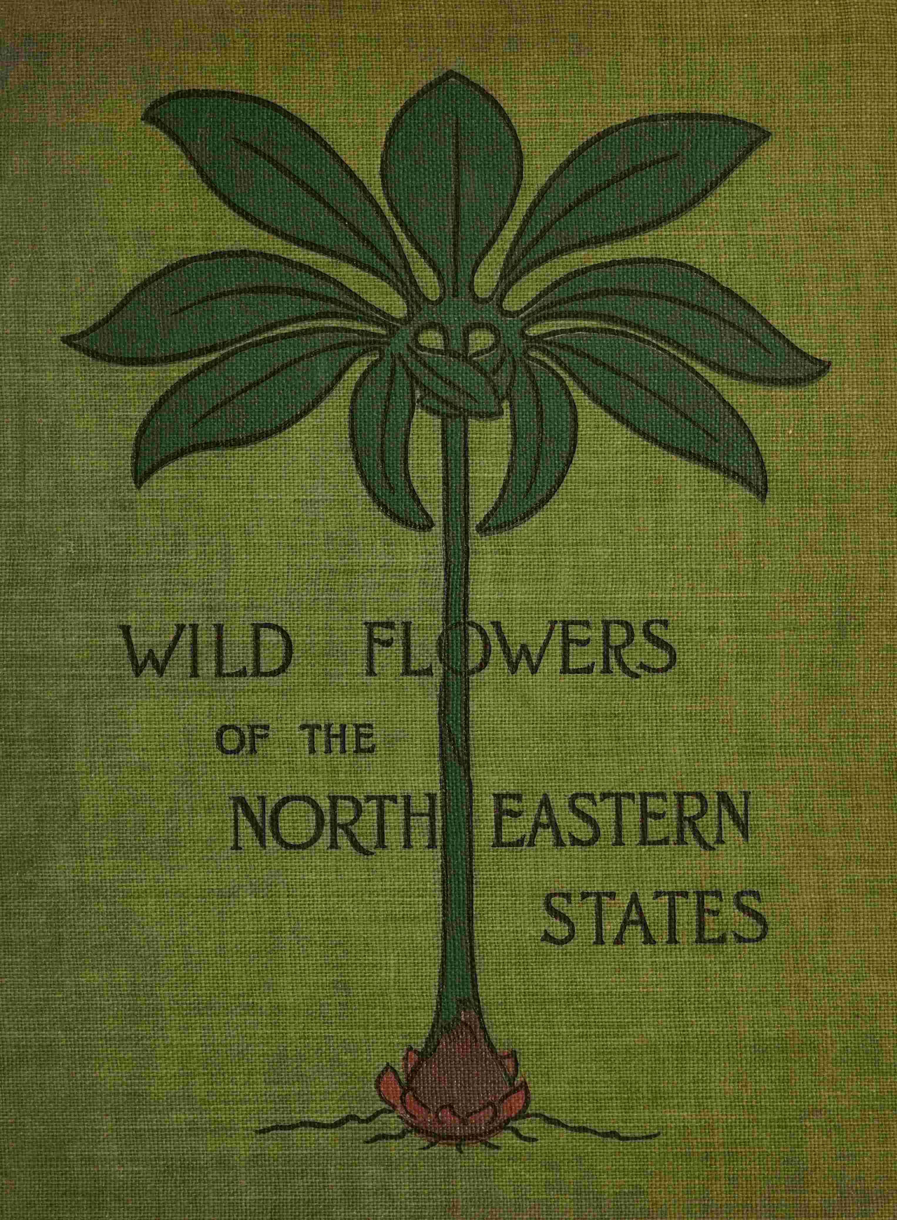 جلد کتاب Wild Flowers of the North-Eastern States